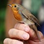 červenka obecná (Erithacus rubecula)